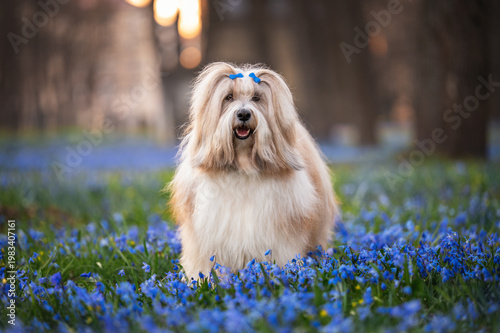 Fotografie Tibetan Terrier Dog with Blue Bows in Spring Flowers