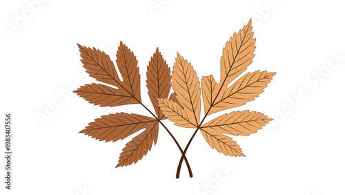 Realistic illustration of two overlapping brown autumn leaves with detailed veins represents the changing seasons of fall.
