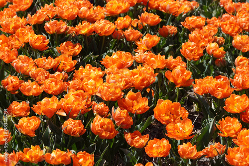 Close up orange Double-Flowered Tulips in a Dutch tulip field near the village of Bergen in spring. April, Netherlands