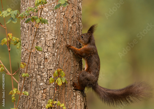 Adorable red squirrel (Sciurus vulgaris) enjoying nuts and playing in the park