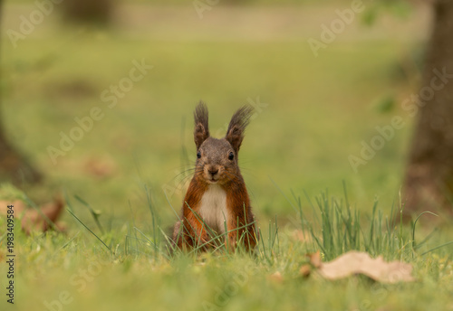 Adorable red squirrel (Sciurus vulgaris) enjoying nuts and playing in the park