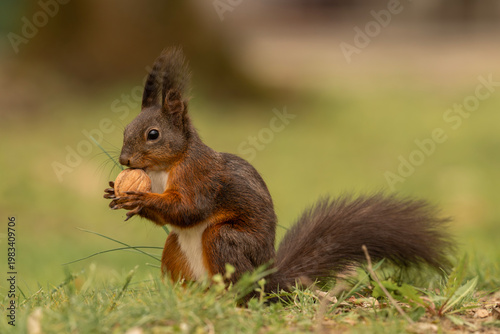 Adorable red squirrel (Sciurus vulgaris) enjoying nuts and playing in the park
