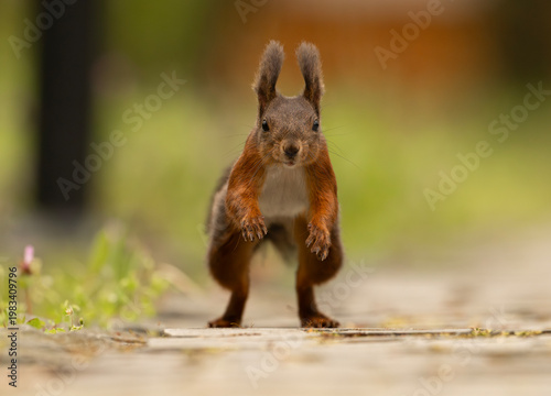Adorable red squirrel (Sciurus vulgaris) enjoying nuts and playing in the park