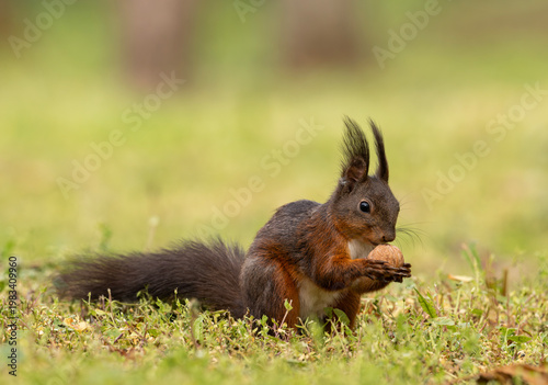 Adorable red squirrel (Sciurus vulgaris) enjoying nuts and playing in the park