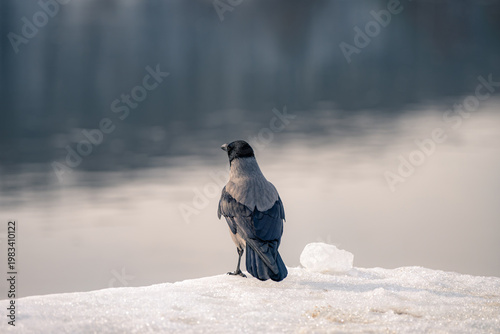 bird on a branch