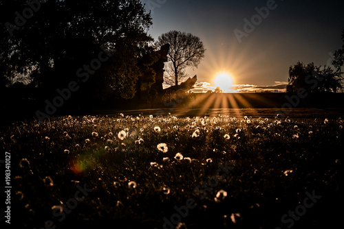 sunset in the park