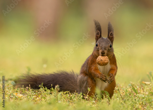 Adorable red squirrel (Sciurus vulgaris) enjoying nuts and playing in the park