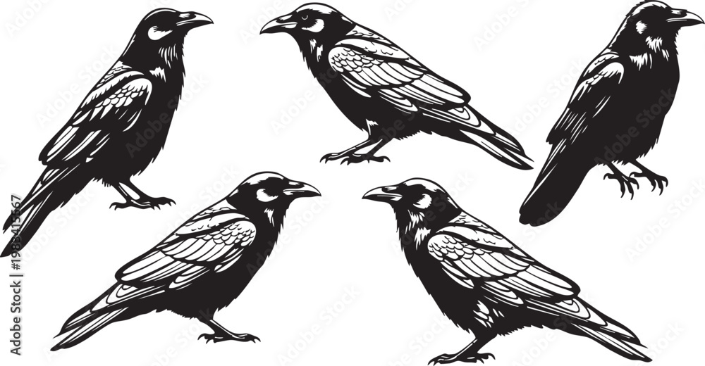 Obraz premium Five black and gray corvid birds flying in formation against white background crow raven