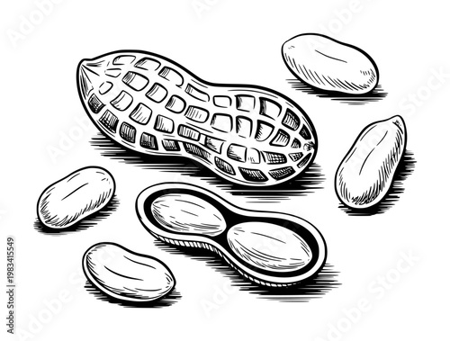 Hand-drawn black and white of peanuts a white background, legume food