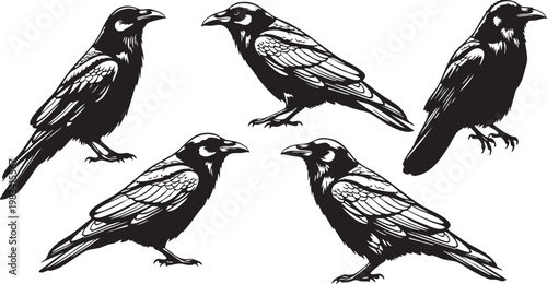 Five black and gray corvid birds flying in formation against white background crow raven