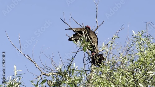 Several turkey vultures perching, one flying away