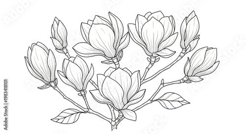 Detailed botanical illustration of magnolia branches and buds in black and white