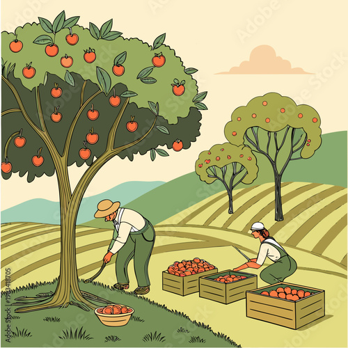 Farmers picking apples from trees in an orchard