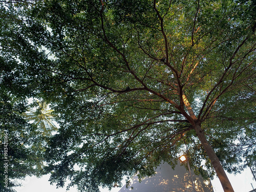 Fotografía Low angle view looking up into the dense branches and dark green leaves of a mature tree against a bright blue sky with modern architecture in the background