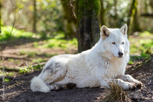 Adult White Arctic Wolf Canis Lupus in the autumn forest natural habitat environment, Wild Ireland
