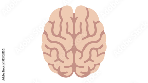 Flat color vector illustration of human brain top view, clean medical anatomy graphic isolated on white background.