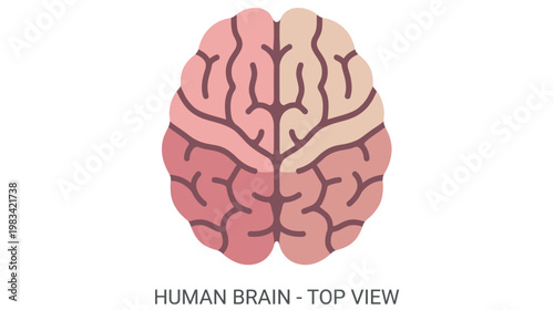 Flat color vector illustration of human brain top view, clean medical anatomy graphic isolated on white background.