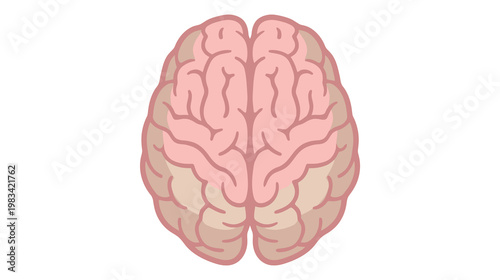 Flat color vector illustration of human brain top view, clean medical anatomy graphic isolated on white background.