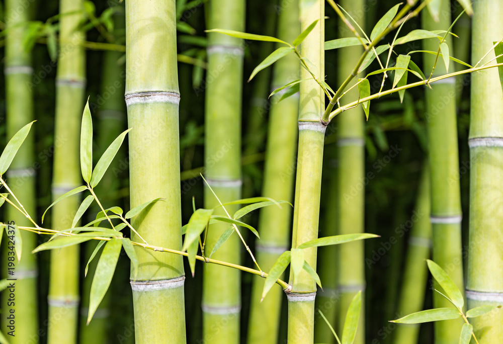 Fototapeta premium Green bamboo stems background, natural tropical plant texture