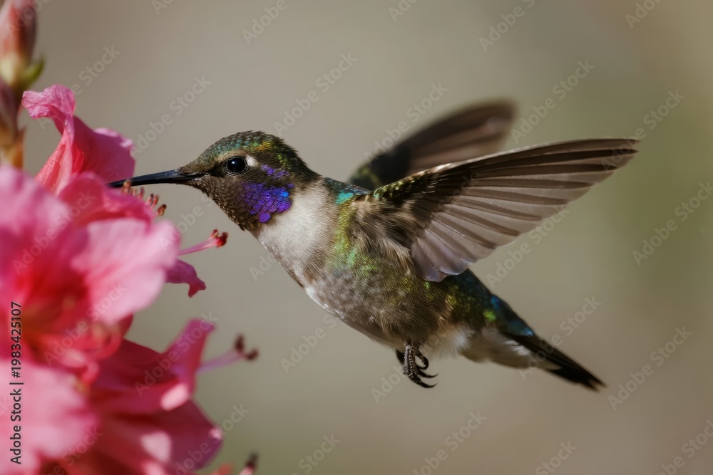 Fototapeta premium A hummingbird hovers near pink flowers, feeding with its beak extended.