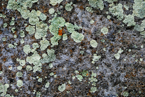 Green and Orange Lichen or Moss on Rock Textured Nature and Natural Patterns
