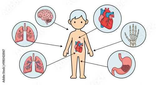 Detailed cartoon illustration of a young boy with labeled human internal organs such as brain, heart, lungs, stomach, bones, and eye on a light blue background for anatomical study.