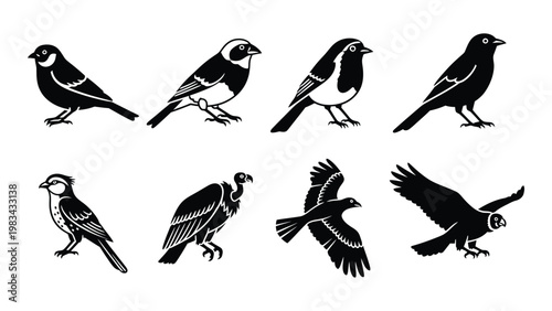 A collection of stylized black and white bird illustrations depicting various species and poses high quality