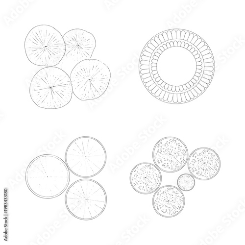 Minimalist sketch depicting various circular citrus fruit slice arrangements