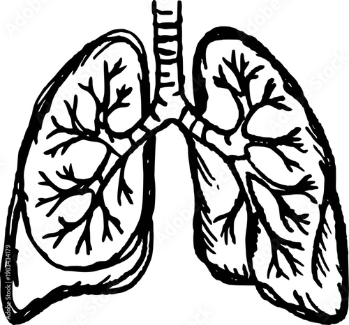 Black and white of human lungs with bronchial tree white background, anatomy medical