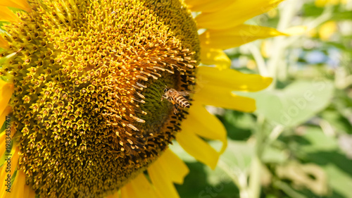 Close-up of a vibrant sunflower with a honey bee collecting nectar under natural sunlight and blue sky background. Concept of nature, pollination, and summer season.