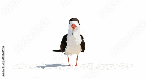 Black and white bird with red beak standing on gravelly ground