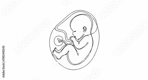 Detailed illustration of a fetus developing in amniotic sac, black outline