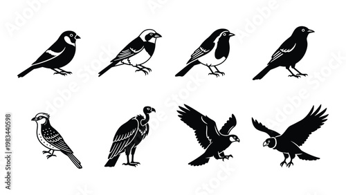 A collection of black and white bird illustrations depicting various species in different poses high quality