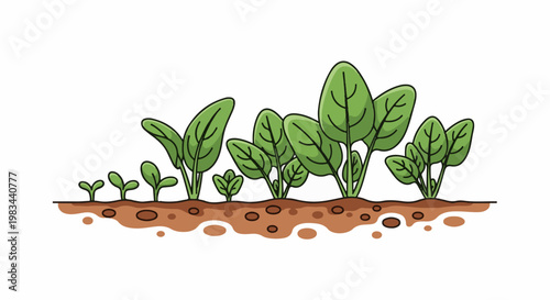Seedling growth stages of green leafy plants in soil