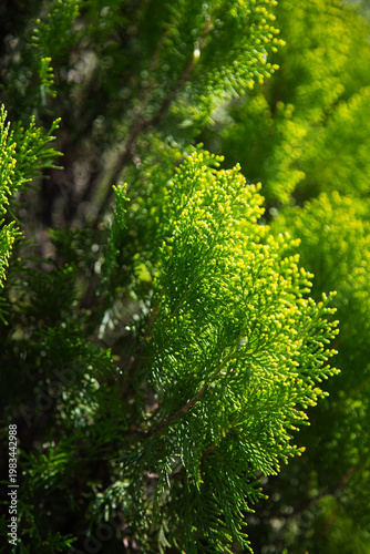 Close-up of bright green Thuja branches with sunlight.