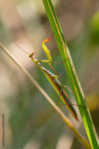 Religious Mantis - Mantis religiosa, popular unique large insect from European meadows and grasslands, Vrsatec, Slovakia.