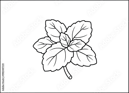  Peppermint coloring page for kids showing a fresh sprig of herbal leaves