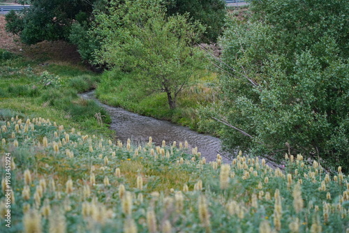 Wildflowers on the slope of a small hill with a low-lying river. Rainy spring weather