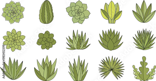 A collection of fifteen unique green succulent and cactus vector illustrations isolated on a clean white background for design