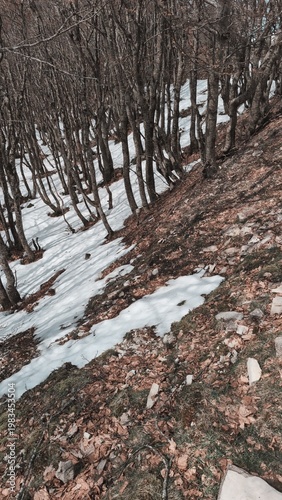 Tranquillo bosco invernale con alberi spogli e macchie di neve sul terreno. Un'atmosfera silenziosa della natura tra il freddo e l'arrivo della primavera