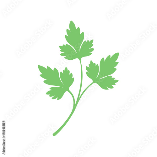 Single light green parsley leaf and stem isolated on gray background