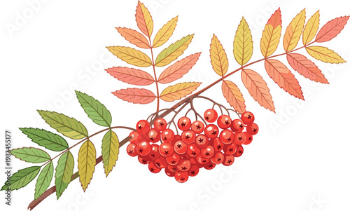 Autumn rowan berry branch with colorful leaves botanical illustration seasonal nature element isolated on light background design