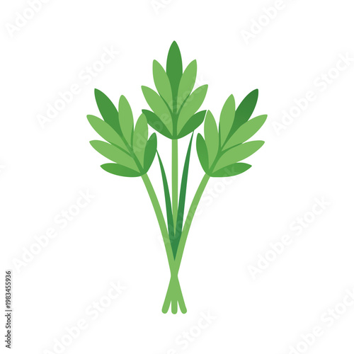 Fresh bunch of green parsley leaves isolated vector illustration for cooking herbs and seasoning