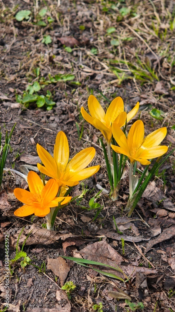 Obraz premium Yellow crocus flowers blooming in a garden setting, surrounded by green grass and dried leaves on the ground, indicating the arrival of spring