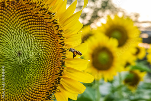 ถัดไป
Close-up of a vibrant sunflower with a honey bee collecting nectar under natural sunlight and blue sky background. Concept of nature, pollination, and summer season.