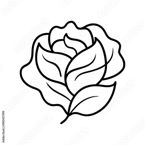 Stylized rose flower bloom with leaves line art drawing simple elegant floral design on transparent