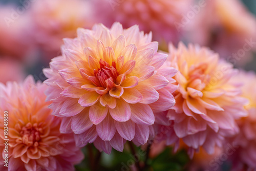 Dahlia flower close up in pink and orange hues, showcasing delicate petals, rich texture and soft color transitions in a vibrant garden setting.