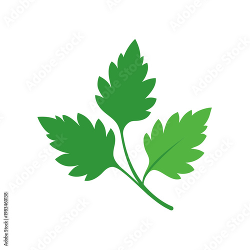 Single sprig of green parsley leaves, herb for cooking and garnish, isolated on transparent background