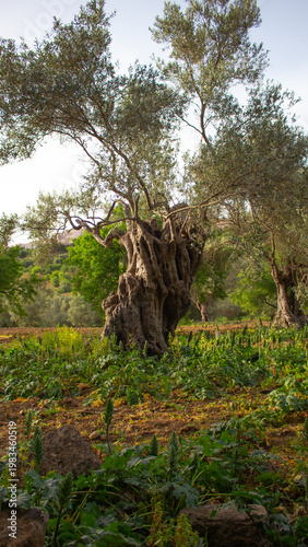 very old olive tree in Sicily