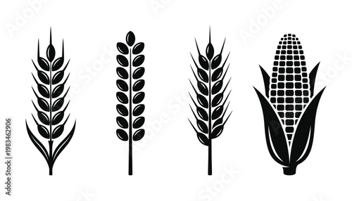 Black silhouettes of common grains and corn. Ideal for agriculture, food branding, healthy eating, and farming concepts. Simple and iconic design.